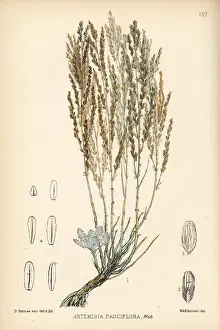 Artemisia: Levant wormseed, Artemisia pauciflora