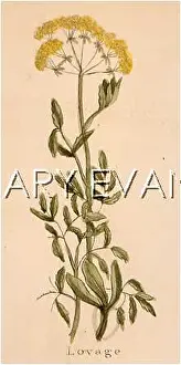 Lovage: LEVISTICUM OFFICINALIS