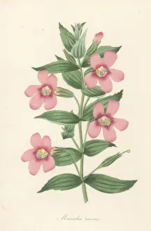 Volume 1: Lewis monkeyflower, Erythranthe lewisii