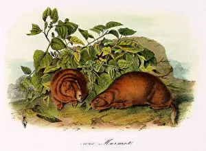 Prairie: Lewis's Marmots