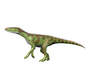 Ladinian: Lewisuchus is an extinct dinosauriformes from the Middle ?