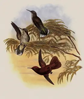 Swifts: Leybold's Firecrown, Eustephanus Leyboldi