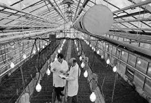 Crops: Lgov Experimental Selection Station