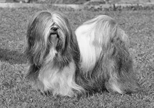 Lhasa: Lhasa Apso Ch Cheska Alexander of Sternroc