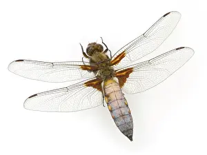 Bodied: Libellula depressa, broad-bodied chaser