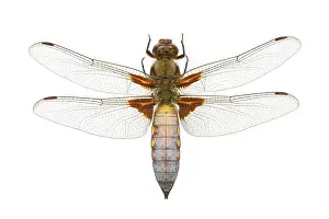 Bodied: Libellula depressa, broad-bodied chaser