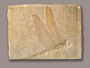 Anisoptera: Libellulium longialata, dragonfly