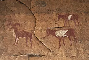 Eumetazoa: LIBYA. Tadrart Acacus. Representation of cattle: