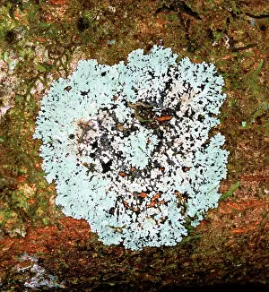 Prokaryote: Lichen