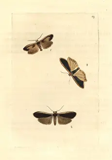Leach: Lichen moths and scarce footman