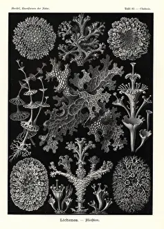 Glitsch: Lichens