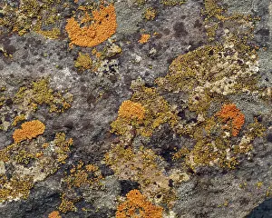 Indicator: Lichens