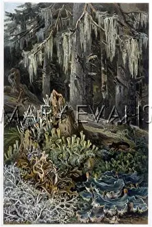 Lichens: Lichens