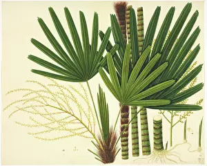 Frond: Licuala sp