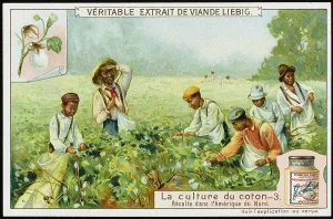 Toil: Liebig - Cotton 3