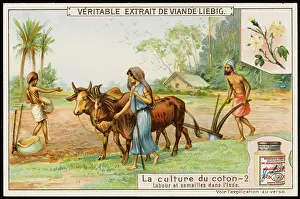 Liebig: Liebig - Cotton Industry