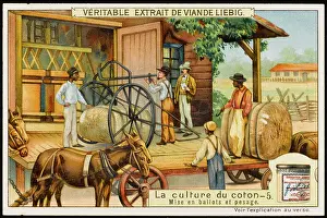 Liebig: Liebig - Cotton Industry