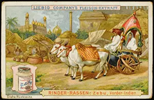 Liebig: LIEBIG ZEBU