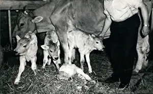 Cowshed: Liechtenstein - Switzerland