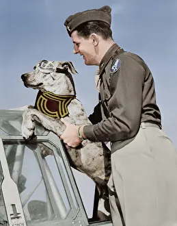 Loyalty: Lieutenant lifting his Great Dane into a plane, circa 1942