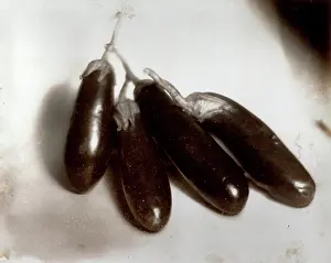 Eggplant: Italy