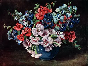 Delphiniums: Still Life Flowers