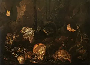 1662: Still Life with Insects and Amphibians