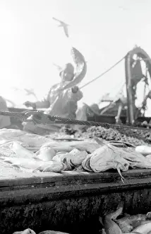 Sorted: Life on a North Sea trawler