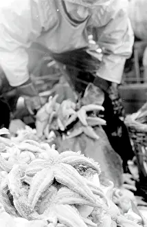 Sorted: Life on a North Sea trawler