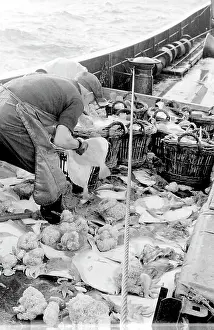 Sorted: Life on a North Sea trawler