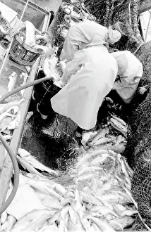 Sorted: Life on a North Sea trawler