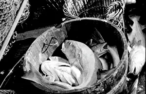 Sorted: Life on a North Sea trawler