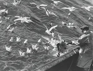 Starfish: Life on a North Sea trawler