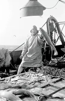 Sorted: Life on a North Sea trawler