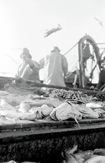 Sorted: Life on a North Sea trawler