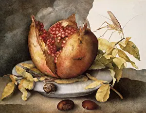 Bursts: Still Life with Open Pomegranate