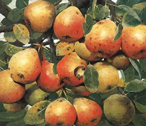 Pear: Still Life of Pears