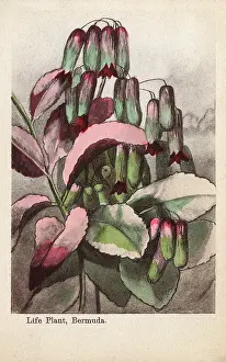 Drooping: Life Plant, Bermuda