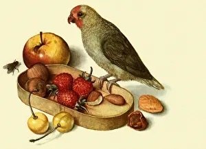 Pygmy: Still Life with Pygmy Parrot