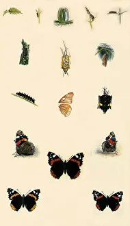 Sixteen: Life of the Red Admiral Butterfly