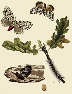 Hermit: Life Stages of the Black Arch Moth