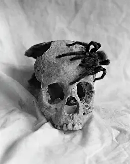 Tarantula: Still Life Of Tarantula Crawling