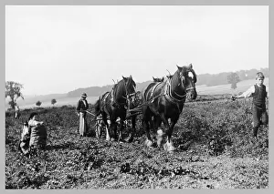 Rickmansworth: LIFTING POTATOES