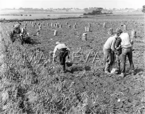 Bagging: LIFTING POTATOES