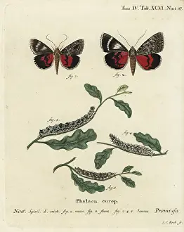 Underwing: Light crimson underwing moth, Catocala promissa