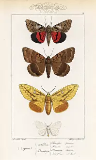 Pauquet: Light crimson underwing, old lady, drinker and yellow-tail