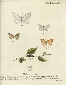 Scalloped: Light emerald and scalloped hook-tip