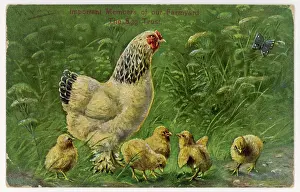 Gallus: LIGHT SUSSEX HEN