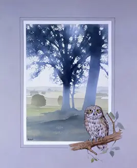 Greensmith: Light through the trees and a perched Little Owl