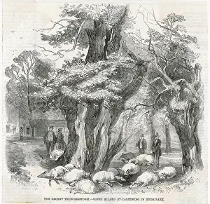 Kills: LIGHTNING KILLS SHEEP